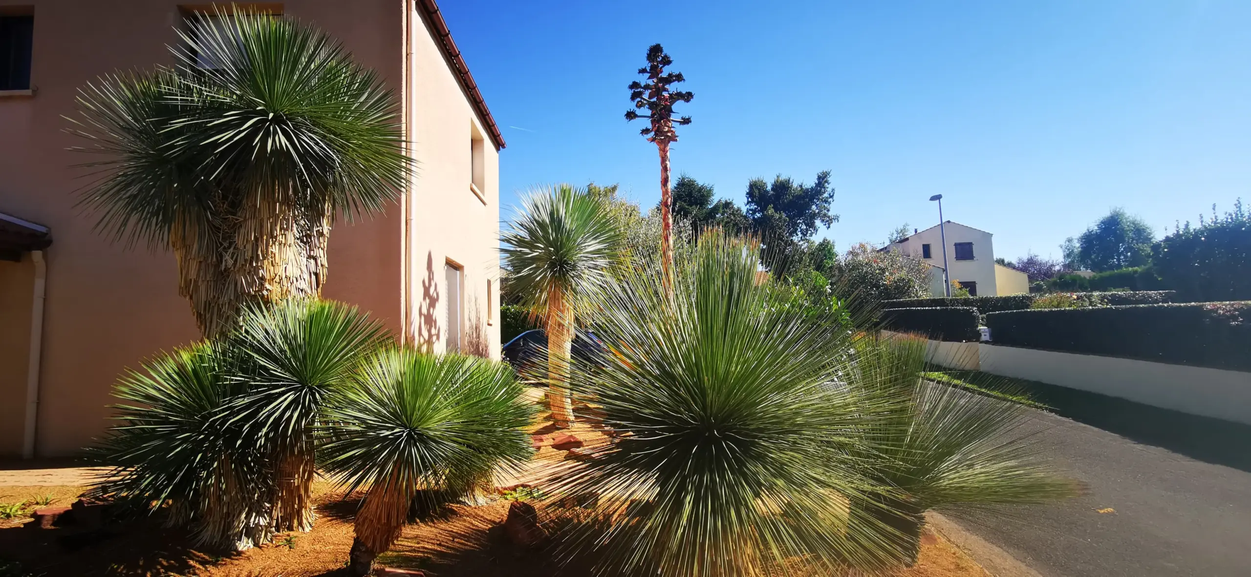Création jardin désertique Brest — Terre Lointaine