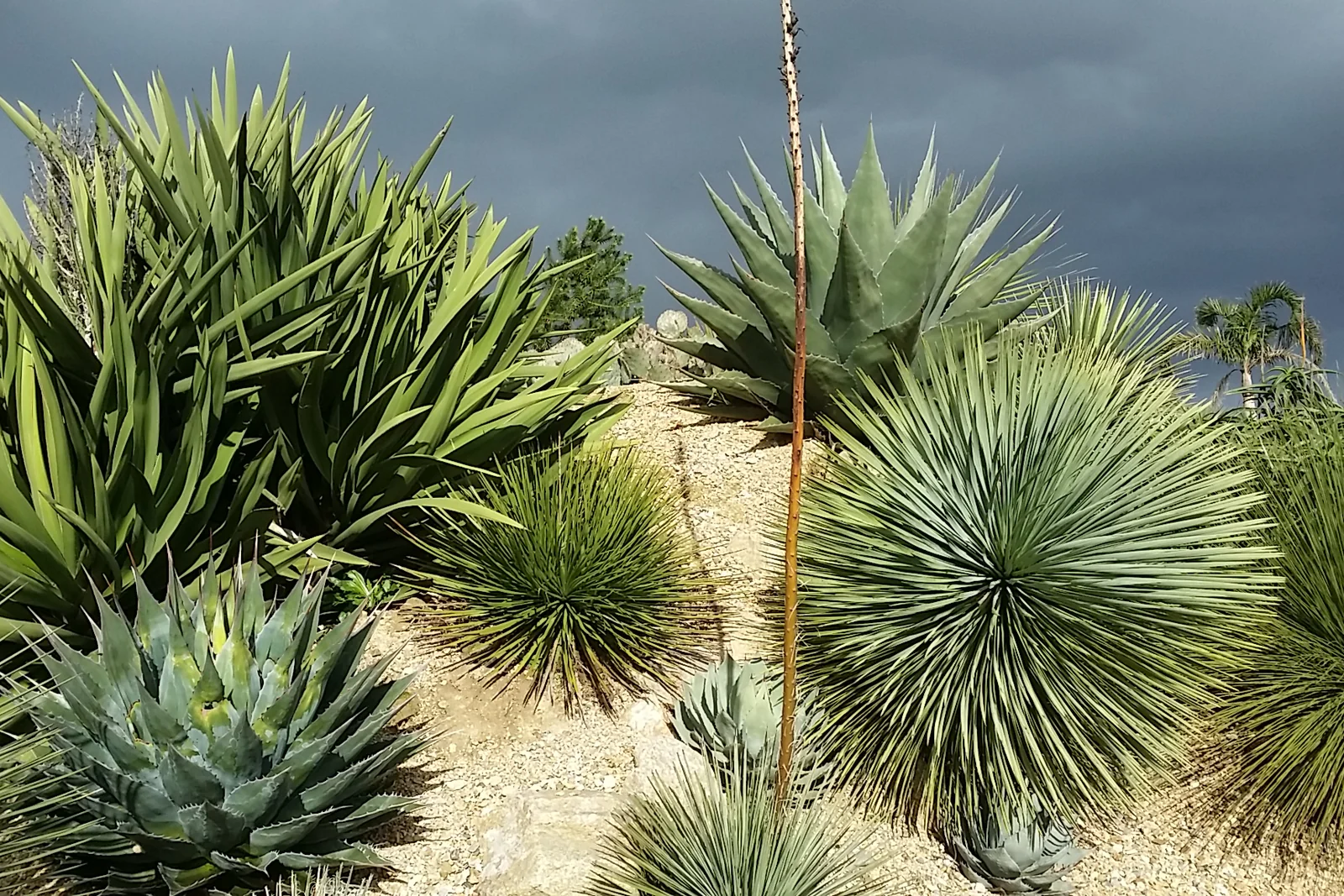 Jardin désertique cactus moderne Bretagne
