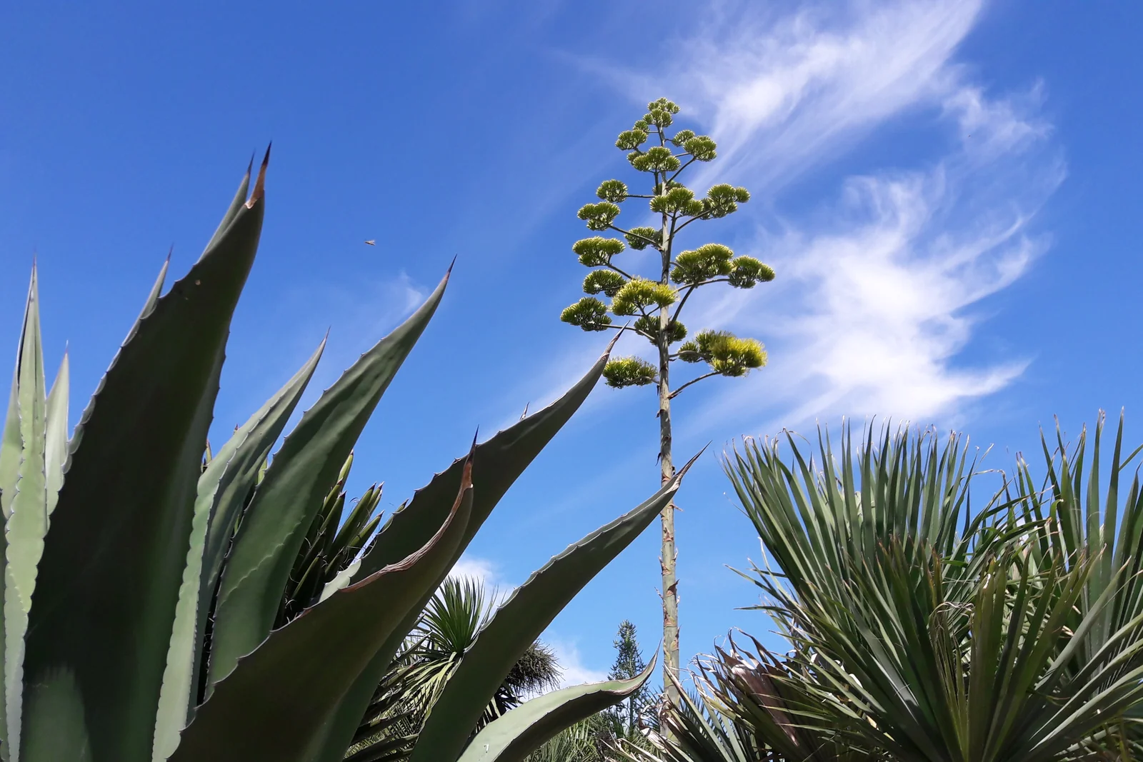 Jardin aride agaves Vendée