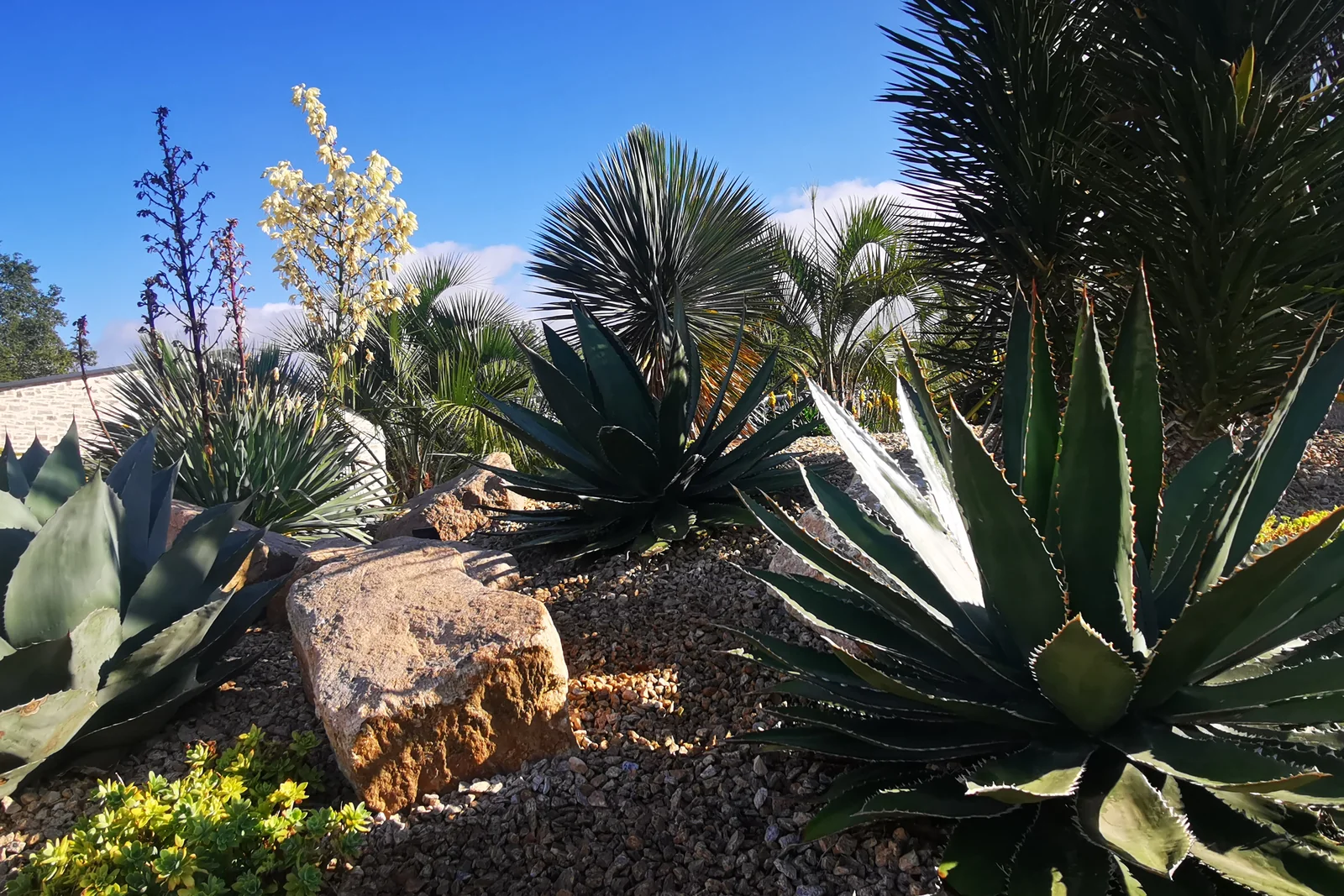 Cactus saguaro jardin maison