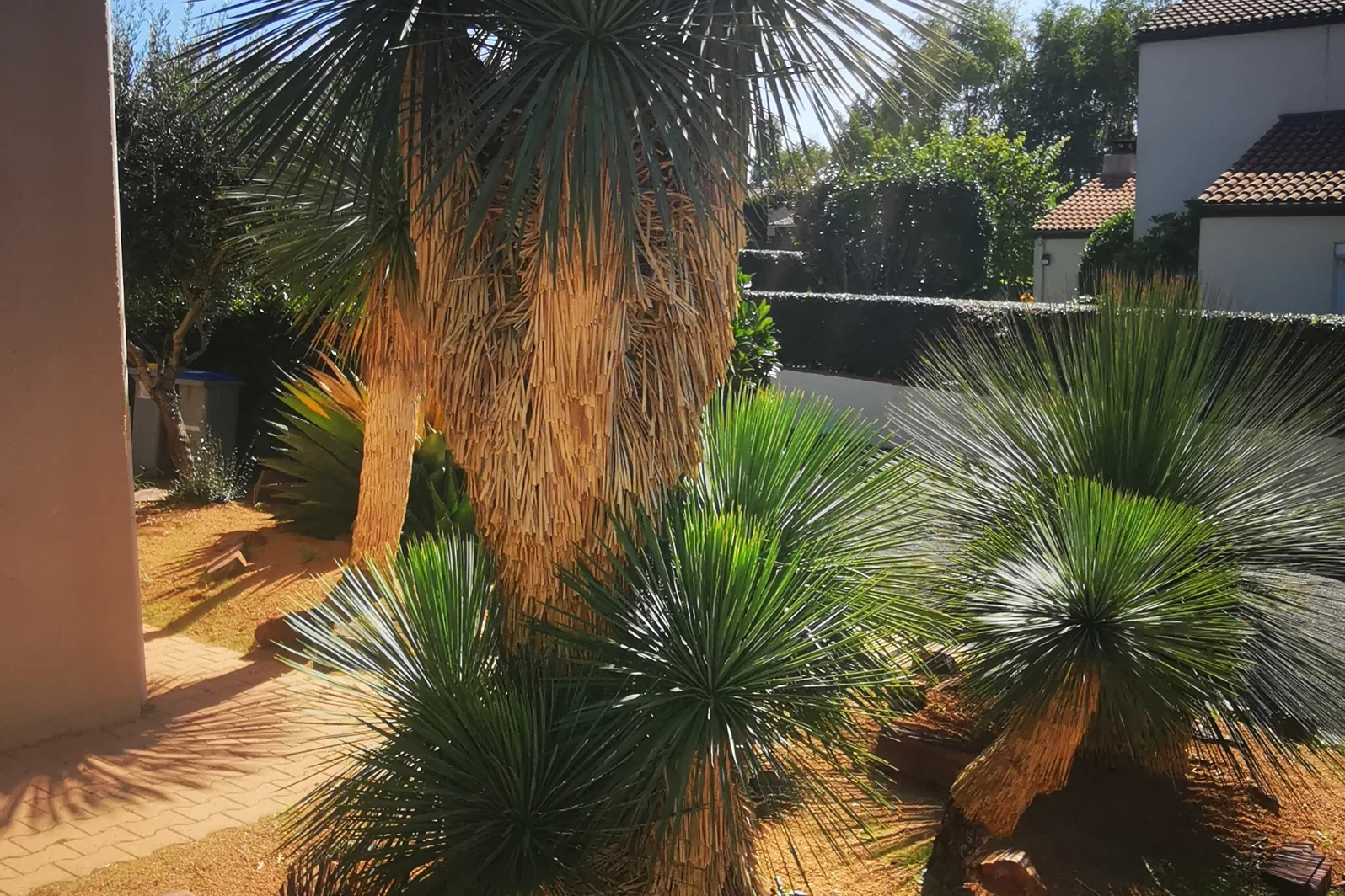 Jardin sec ambiance aride — Terre Lointaine Paysage