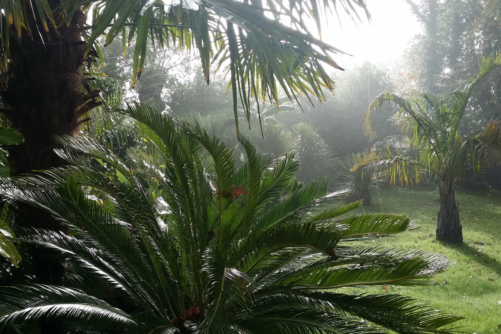 Jardin tropical palmiers maison contemporaine
