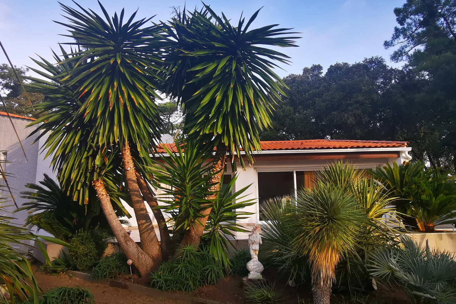 Jardin tropical ambiance nocturne