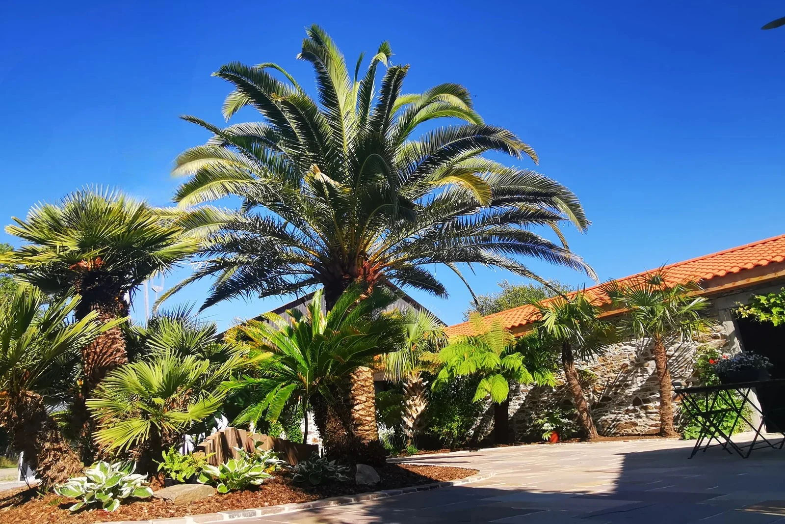 Jardin jungle ambiance tropicale — Terre Lointaine Paysage