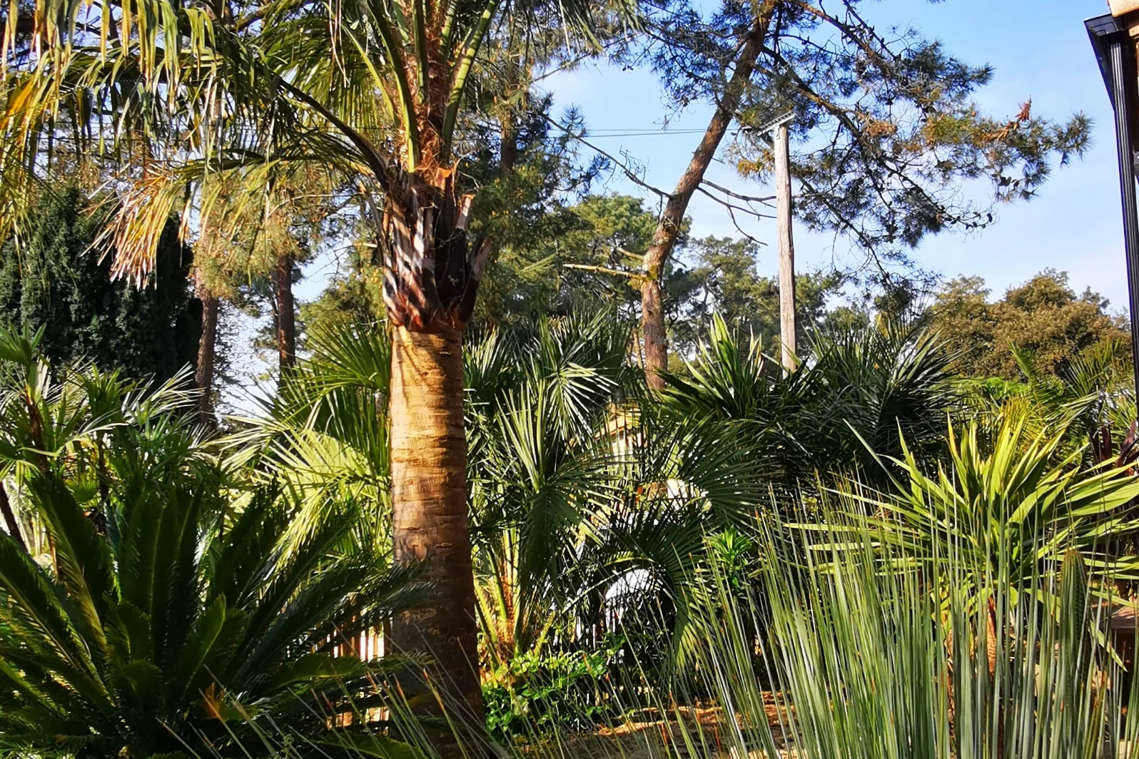 Jardin jungle ambiance tropicale — Terre Lointaine Paysage