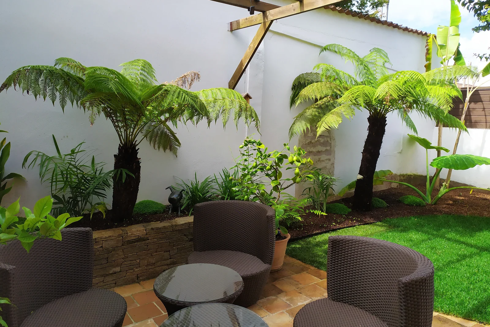 Patio zen cycas japonais